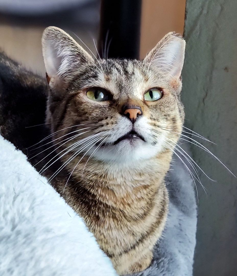 2-437 Ann, a Adoptable mixed breed in Amityville, NY image 5/14