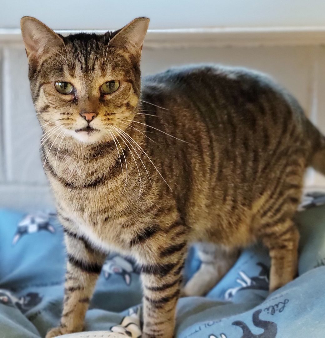 Cat for adoption - Banner Mom (Freda), a Domestic Short Hair