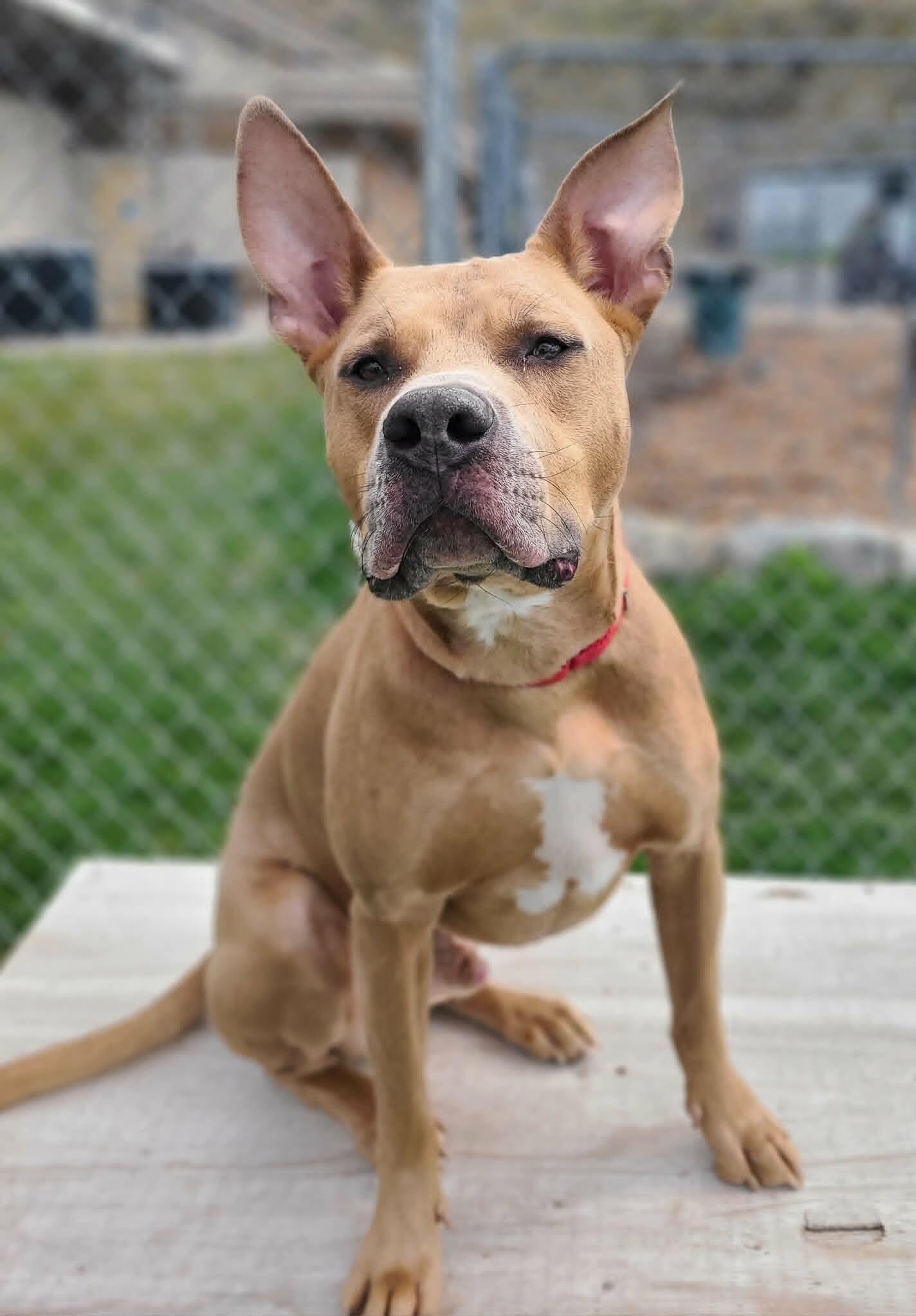 Koda, Adoptable, Adult Male Pit Bull Terrier.