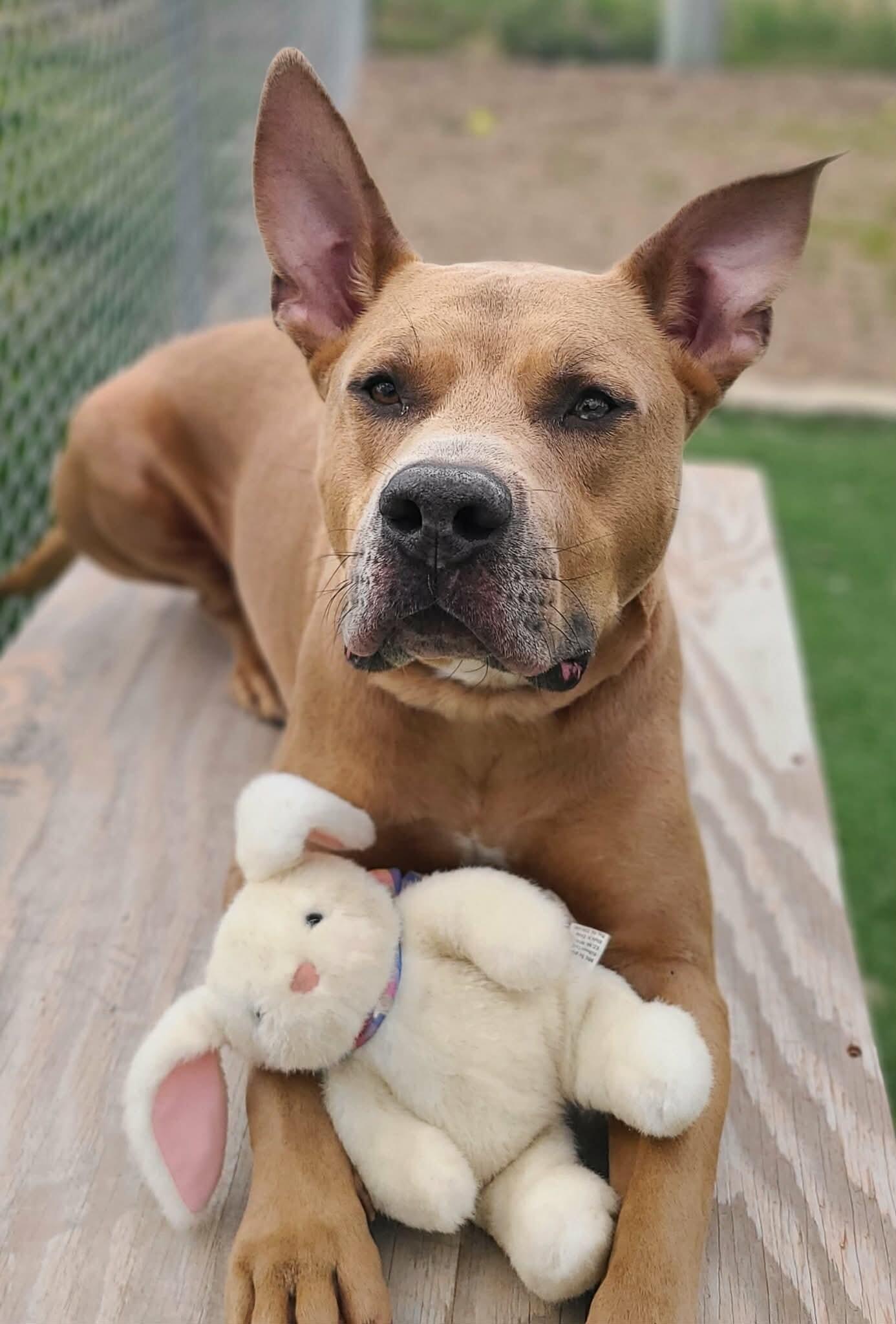 Enlarge Koda, a Adoptable Pit Bull Terrier in Fruit Heights, UT image 1/6