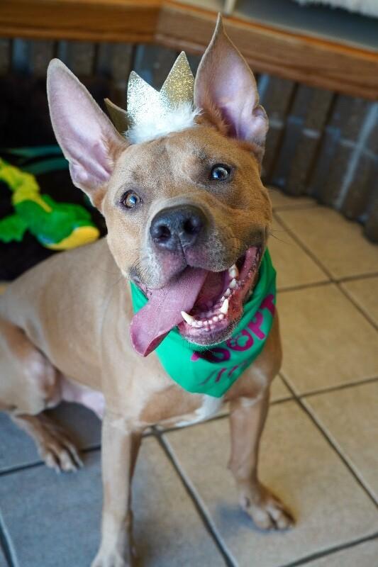 Koda, Adoptable, Adult Male Pit Bull Terrier.