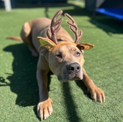 Enlarge Koda, a Adoptable Pit Bull Terrier in Fruit Heights, UT image 3/6