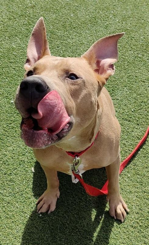 Koda — thumbnail 2