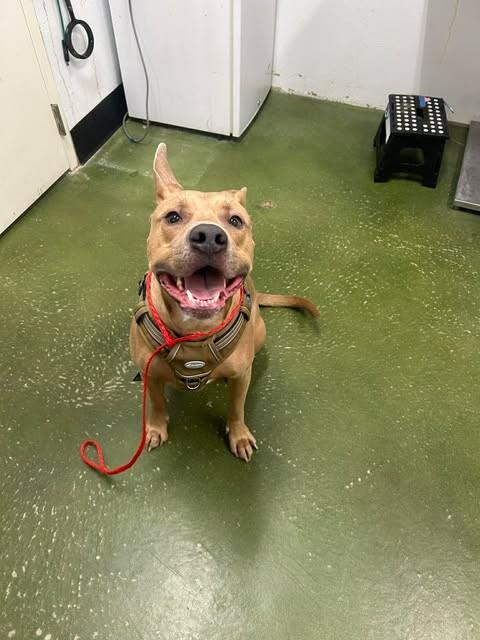 Enlarge Koda, a Adoptable Pit Bull Terrier in Fruit Heights, UT image 2/6