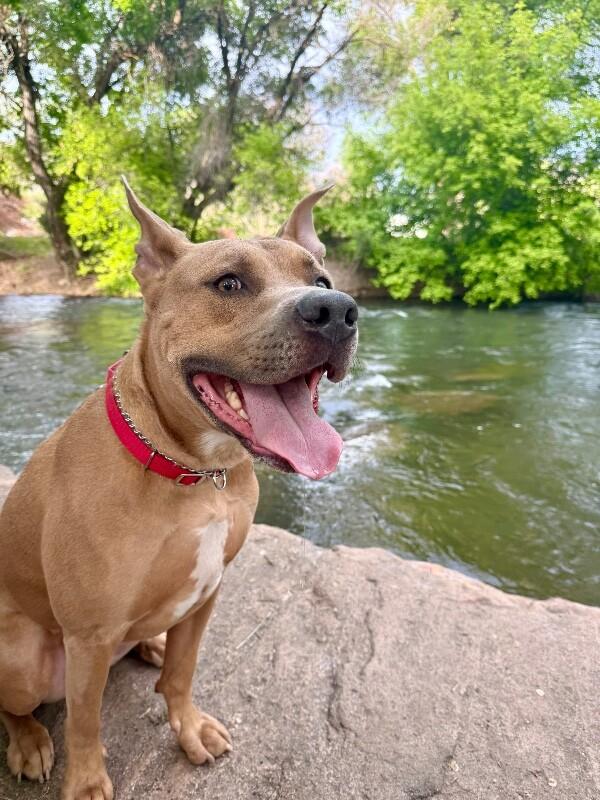 Koda, a Adoptable Pit Bull Terrier in Fruit Heights, UT image 2/6