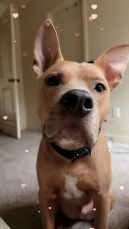 Koda — thumbnail 4