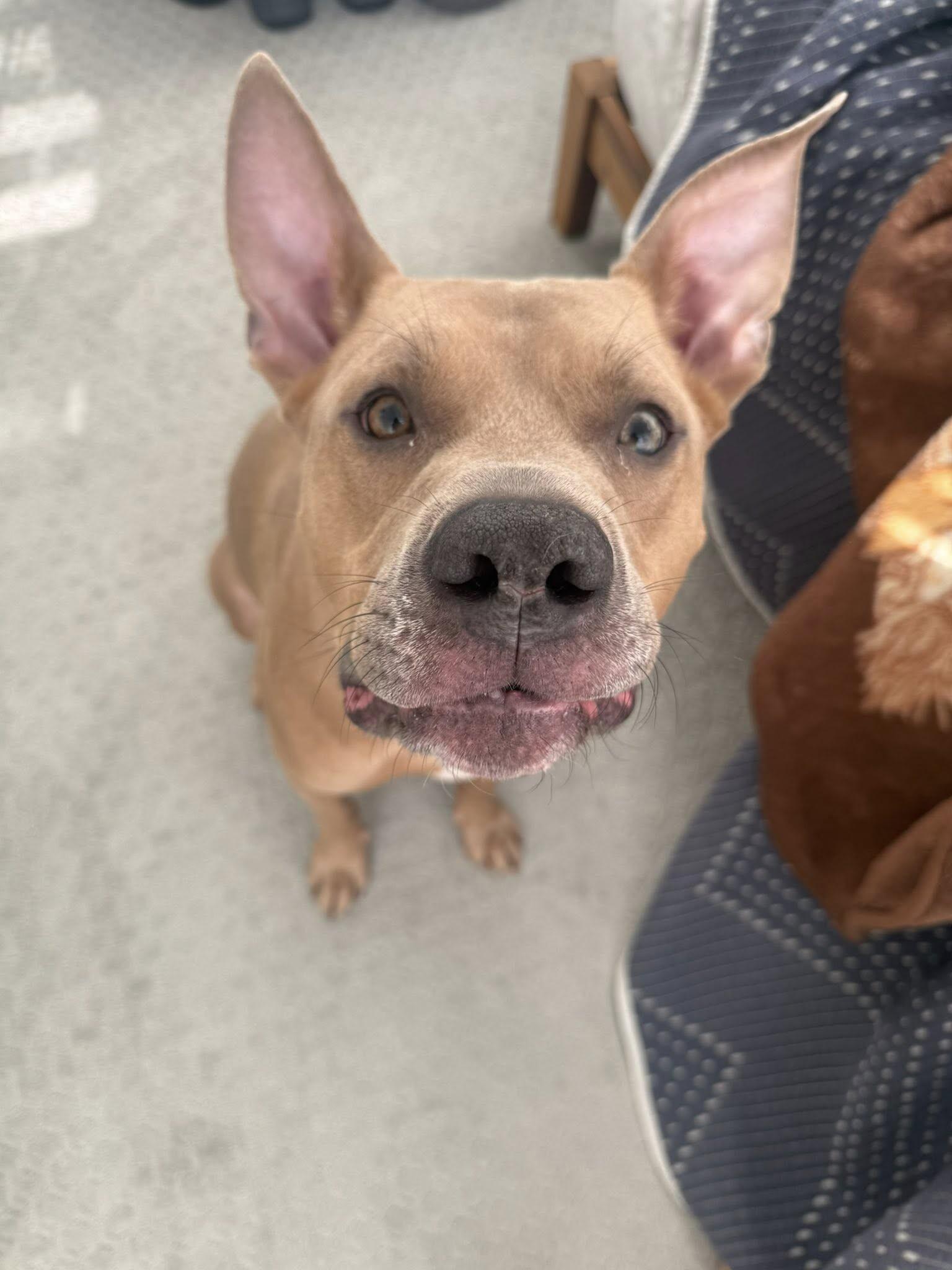 Enlarge Koda, a Adoptable Pit Bull Terrier in Fruit Heights, UT image 3/6