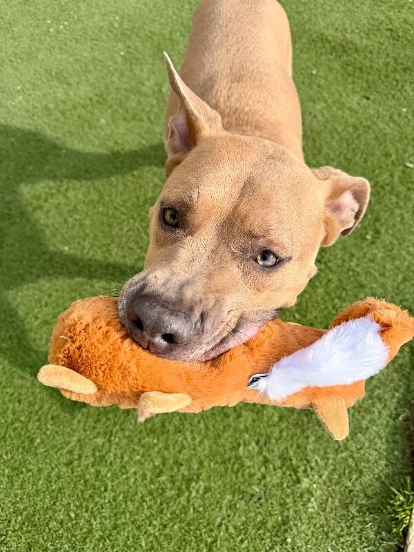 Koda, a Adoptable Pit Bull Terrier in Fruit Heights, UT image 3/6