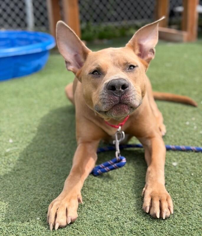 Enlarge Koda, a Adoptable Pit Bull Terrier in Fruit Heights, UT image 4/6