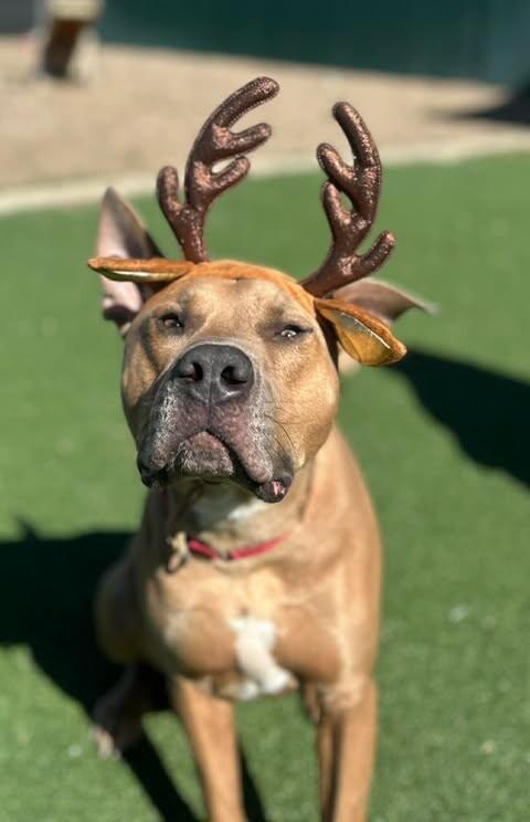 Enlarge Koda, a Adoptable Pit Bull Terrier in Fruit Heights, UT image 5/6