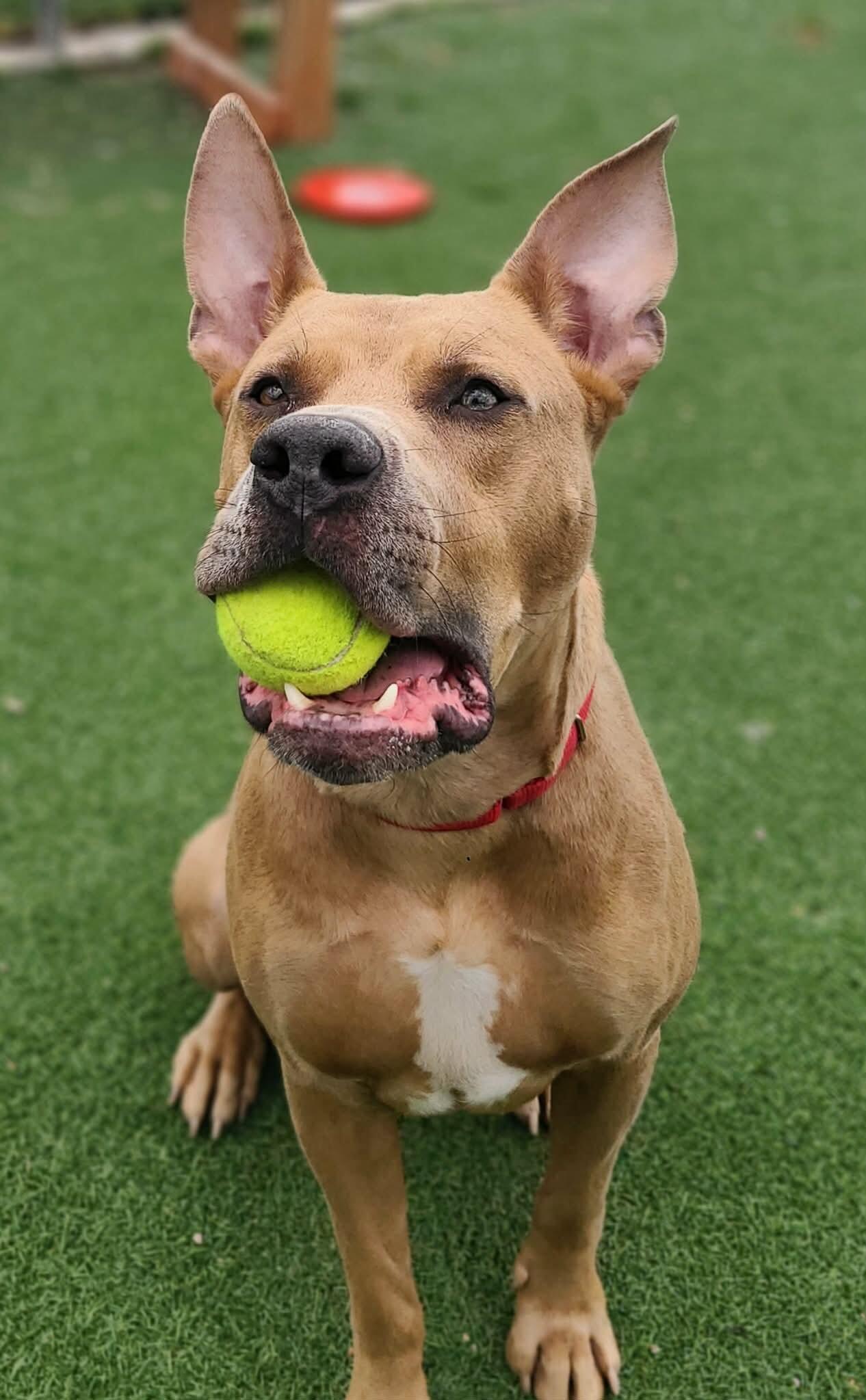 Enlarge Koda, a Adoptable Pit Bull Terrier in Fruit Heights, UT image 6/6
