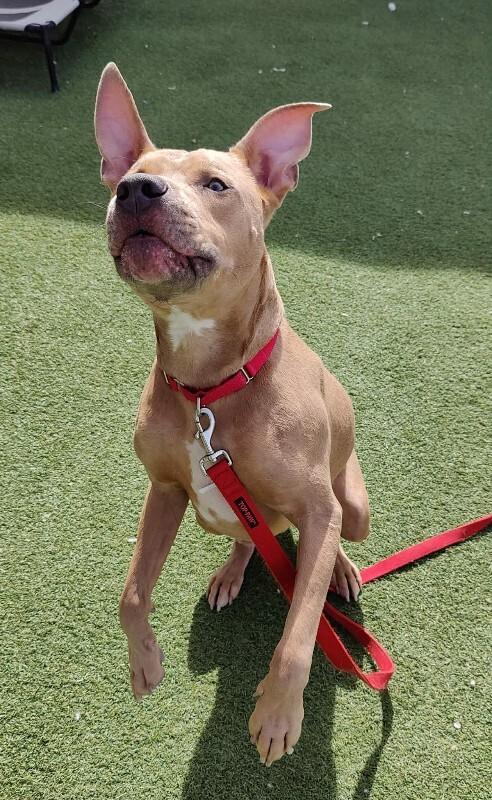 Enlarge Koda, a Adoptable Pit Bull Terrier in Fruit Heights, UT image 5/6