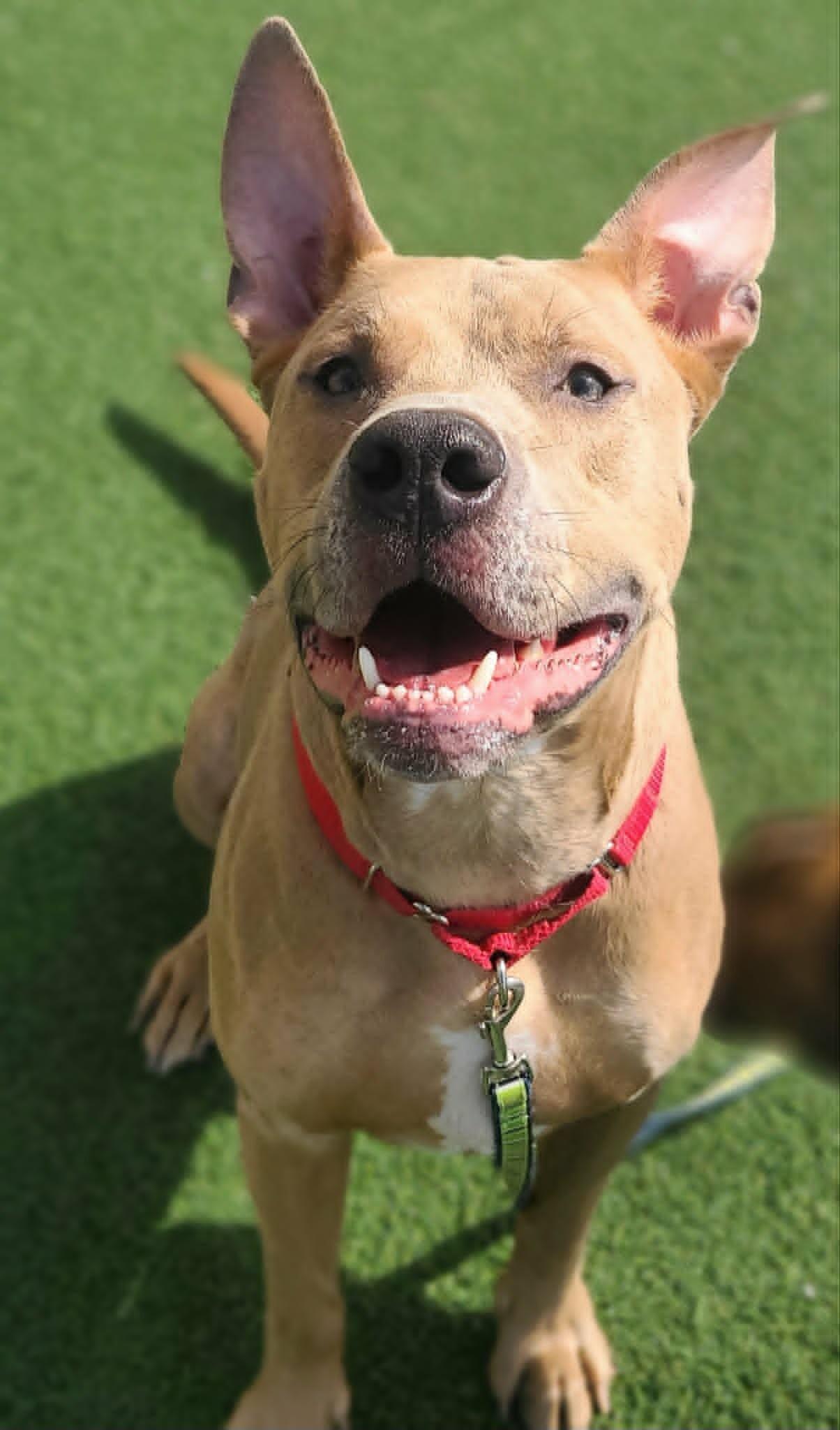 Enlarge Koda, a Adoptable Pit Bull Terrier in Fruit Heights, UT image 6/6