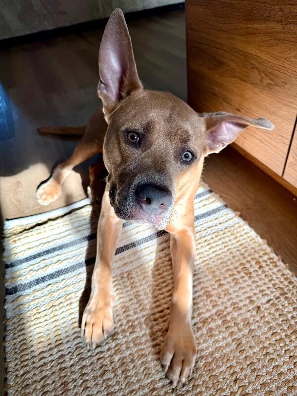 Koda, a Adoptable Pit Bull Terrier in Fruit Heights, UT image 5/6
