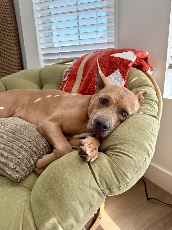 Koda, a Adoptable Pit Bull Terrier in Fruit Heights, UT image 6/6