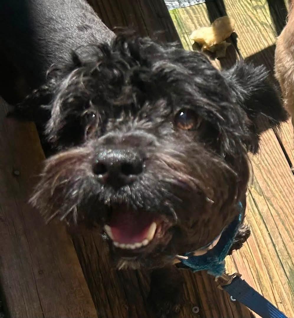 Gonzo, ADOPTABLE, Young Male Cockapoo & Schnoodle.