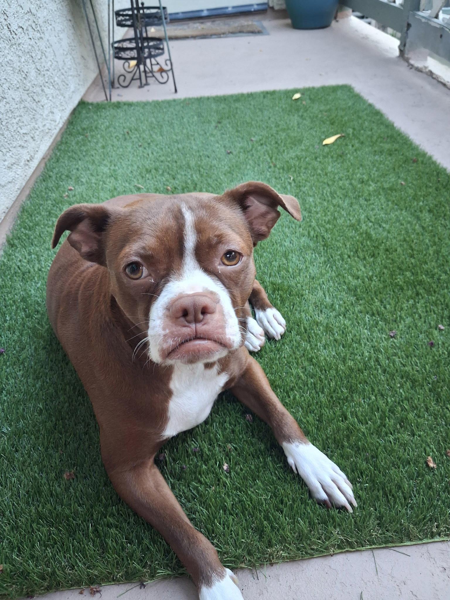 Bella, Adopted, Young Female Boston Terrier.