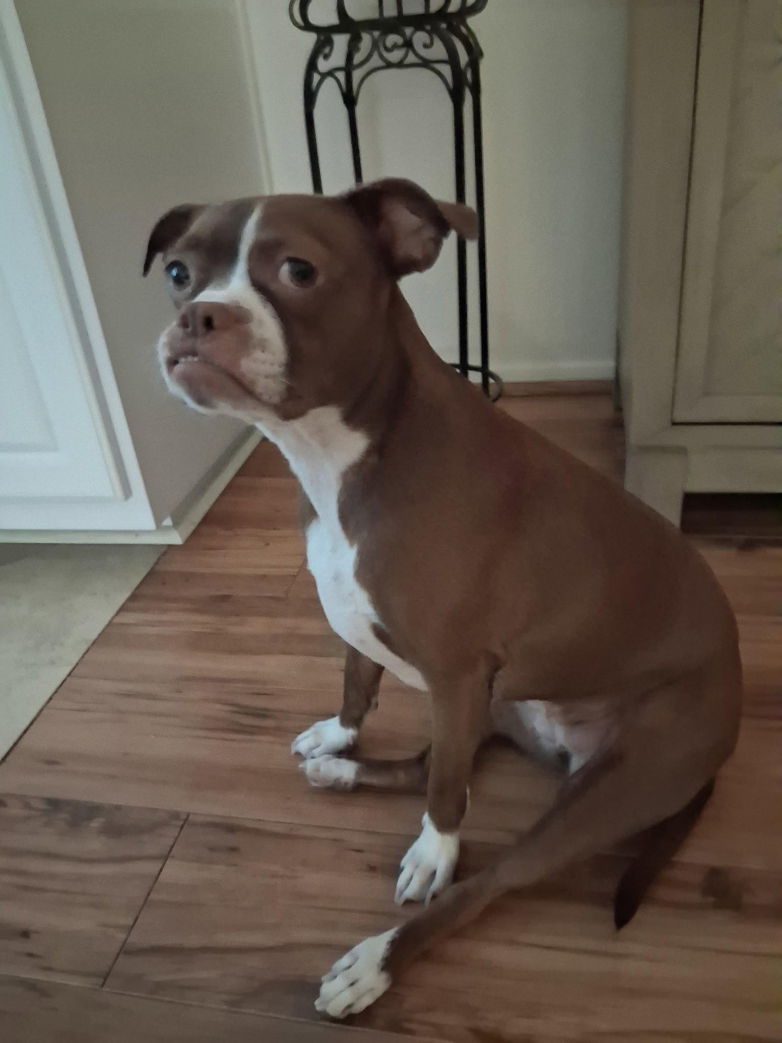 Enlarge Bella, a Adopted Boston Terrier in Huntington Beach, CA image 2/3