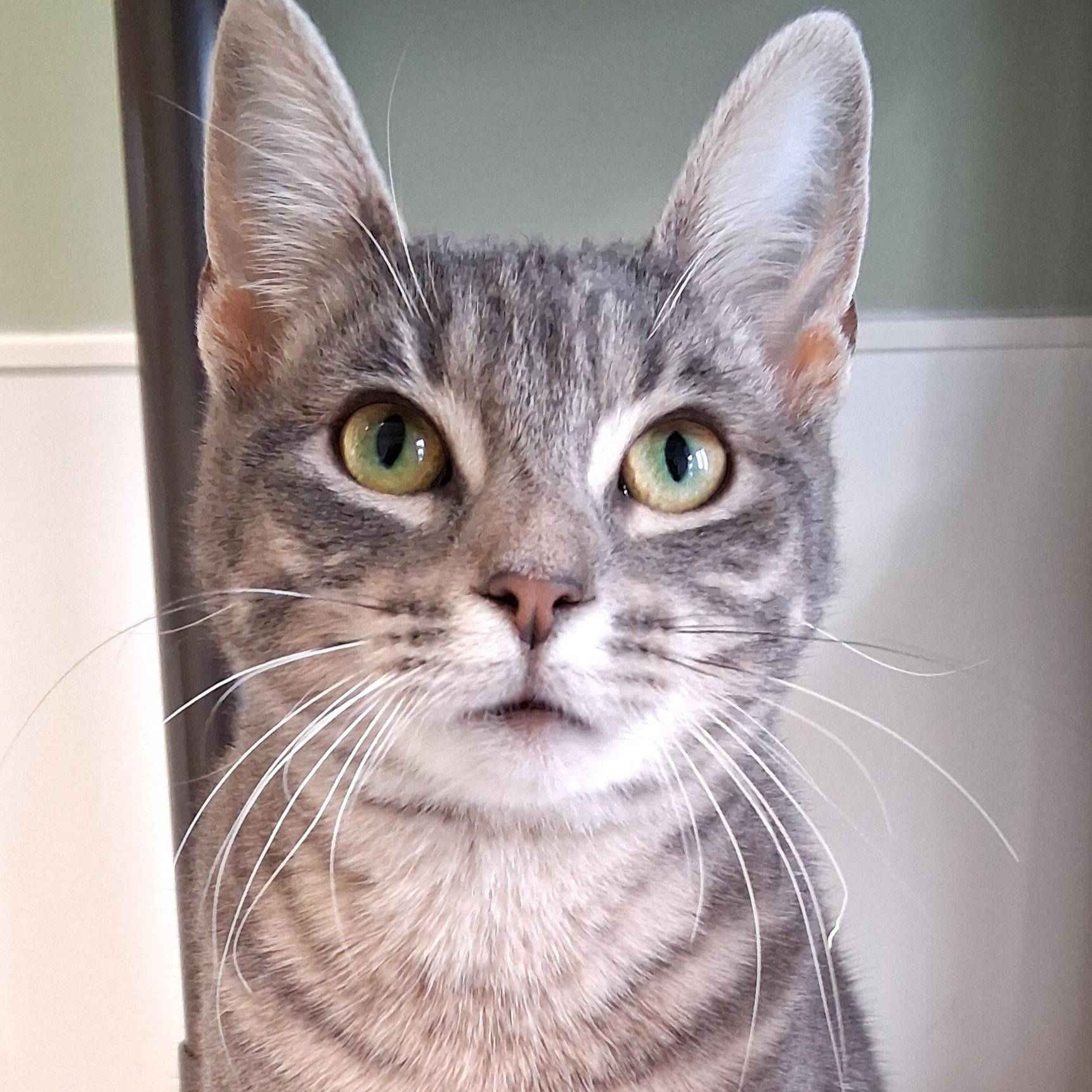 Enlarge Noel, an adopted Domestic Short Hair in Belmont, NY image 6/6