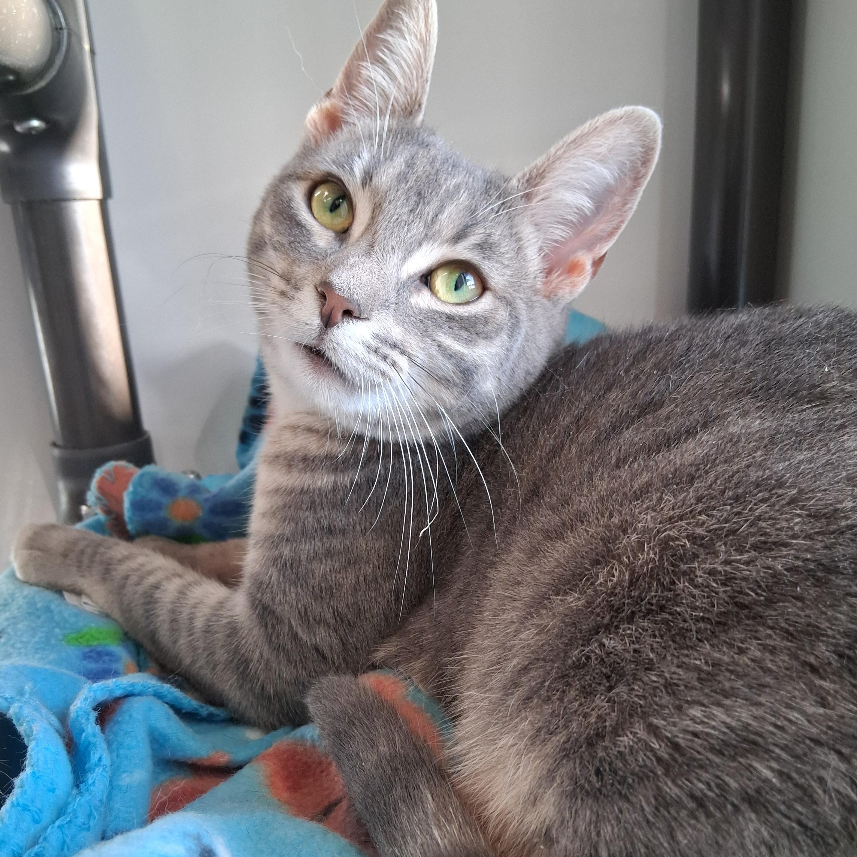 Enlarge Noel, an adopted Domestic Short Hair in Belmont, NY image 5/6