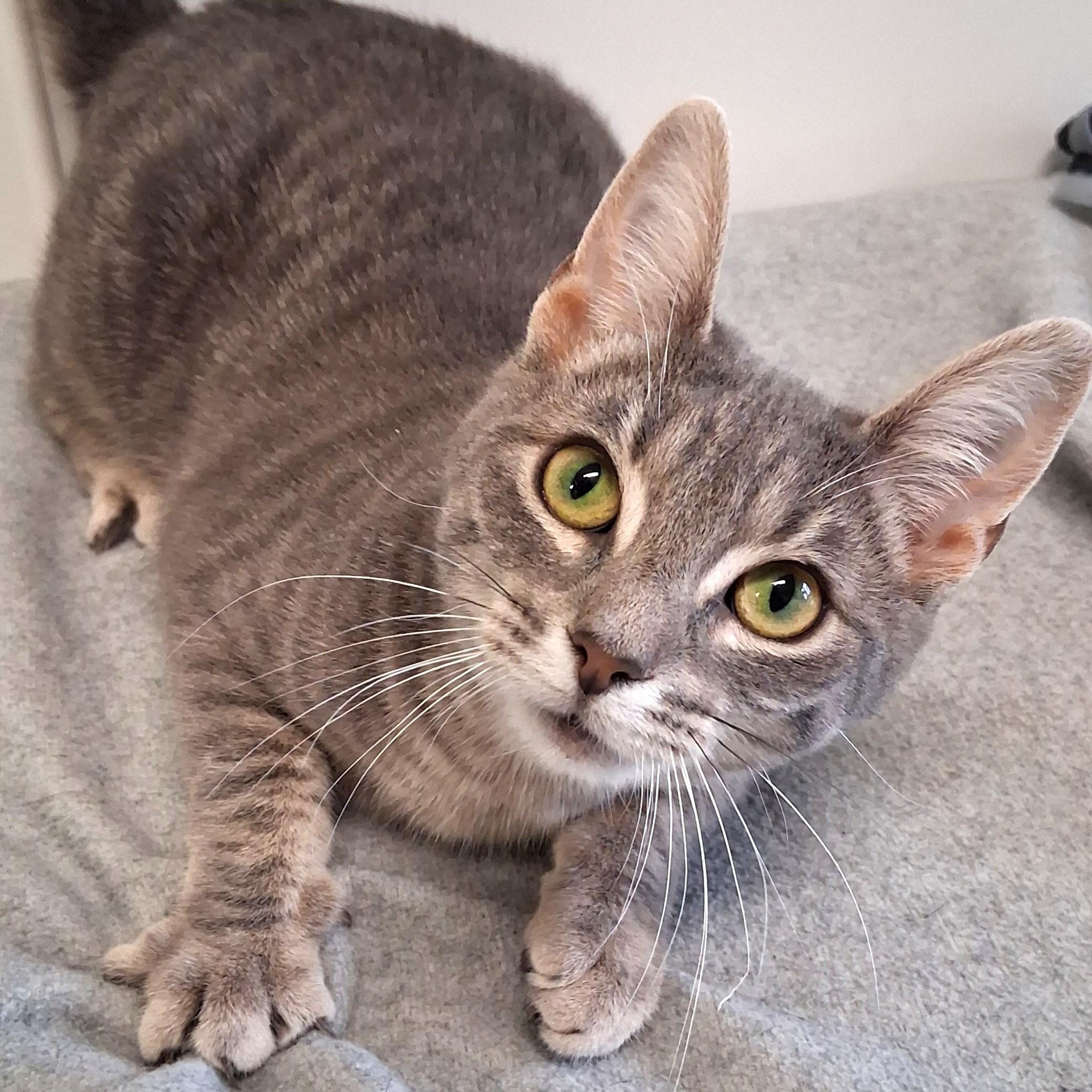 Enlarge Noel, an adopted Domestic Short Hair in Belmont, NY image 3/6