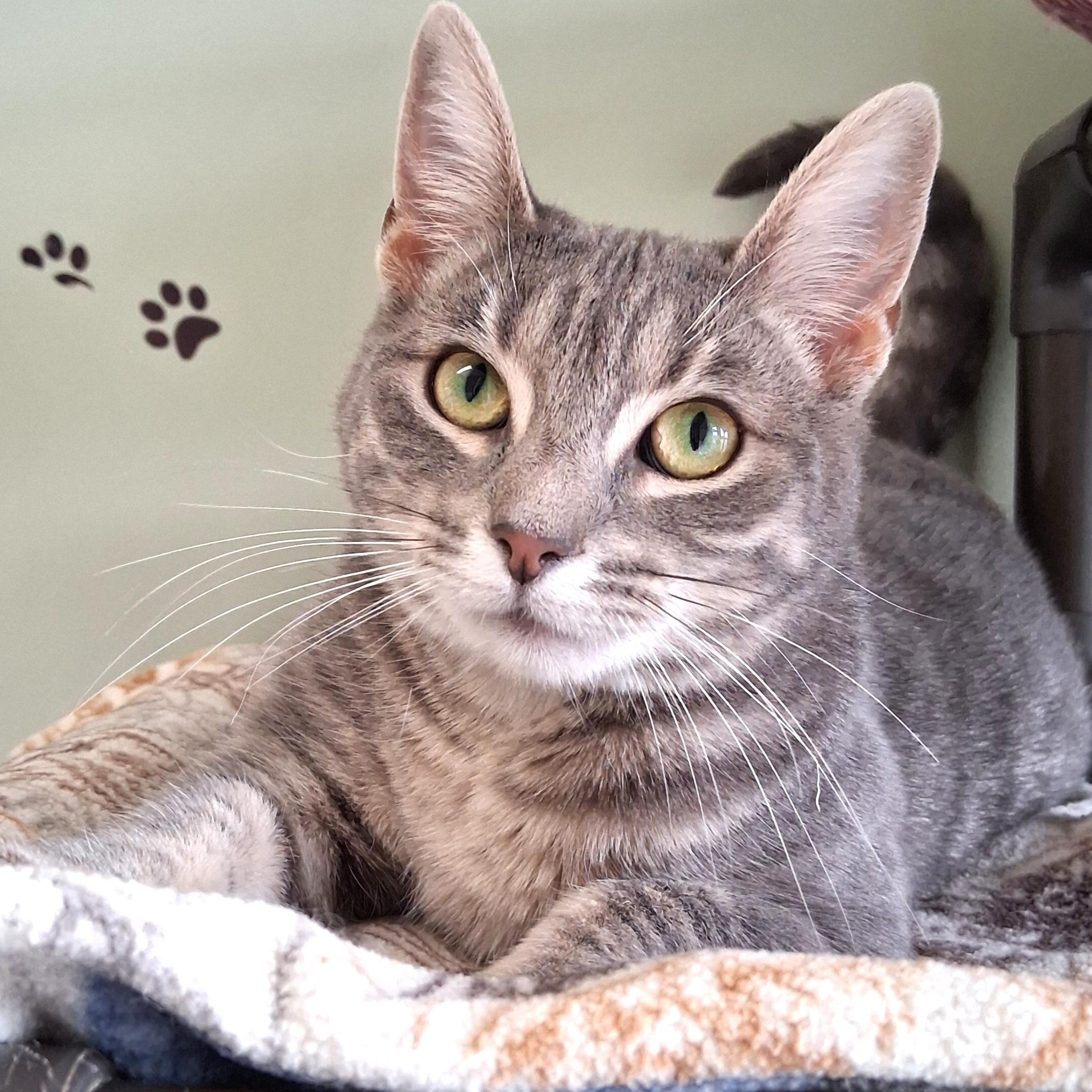 Enlarge Noel, an adopted Domestic Short Hair in Belmont, NY image 1/6