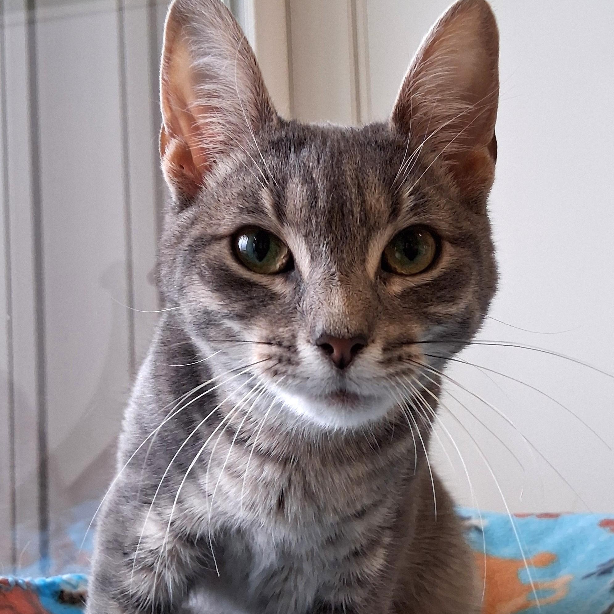 Enlarge Noel, an adopted Domestic Short Hair in Belmont, NY image 4/6