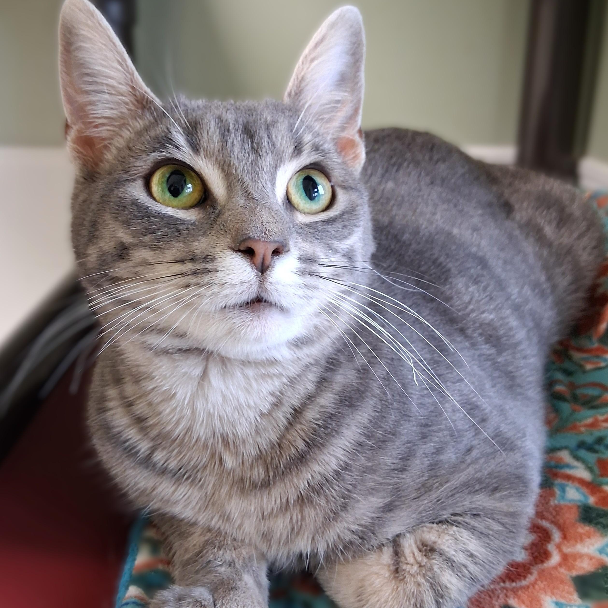 Enlarge Noel, an adopted Domestic Short Hair in Belmont, NY image 2/6