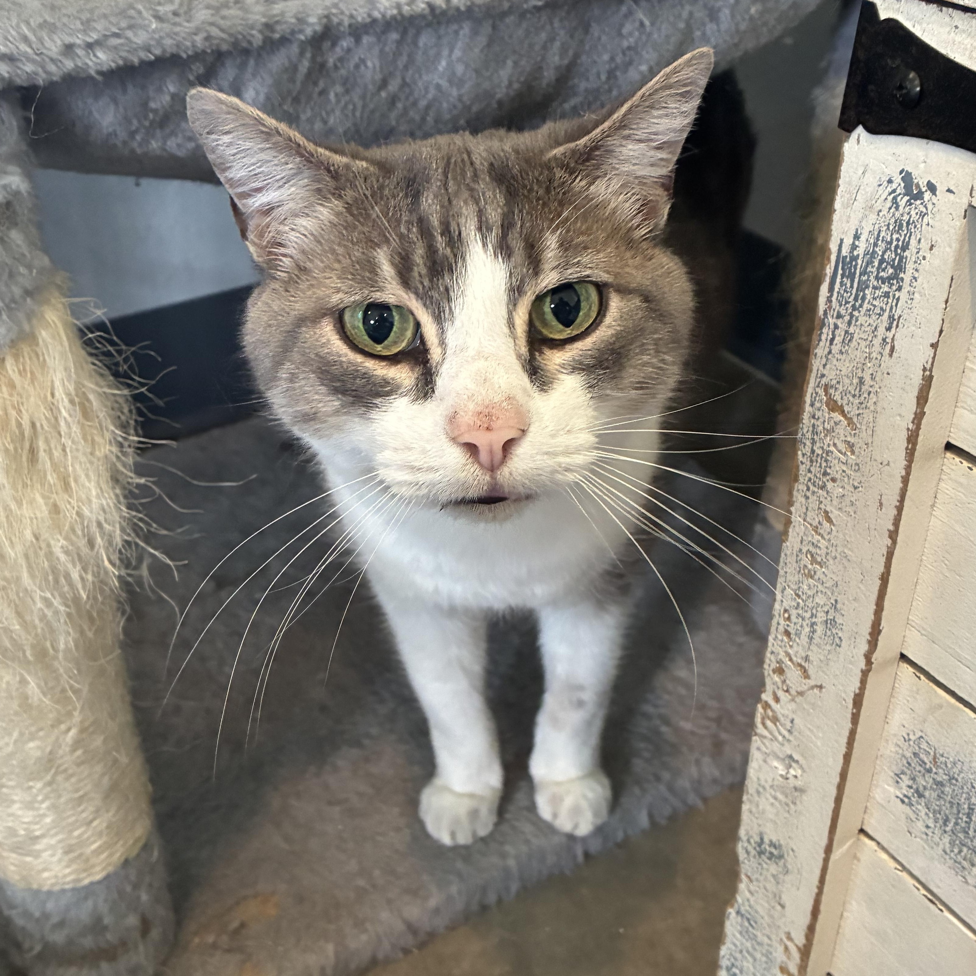 Buddy, a ADOPTABLE Domestic Short Hair in Bonners Ferry, ID image 2/3