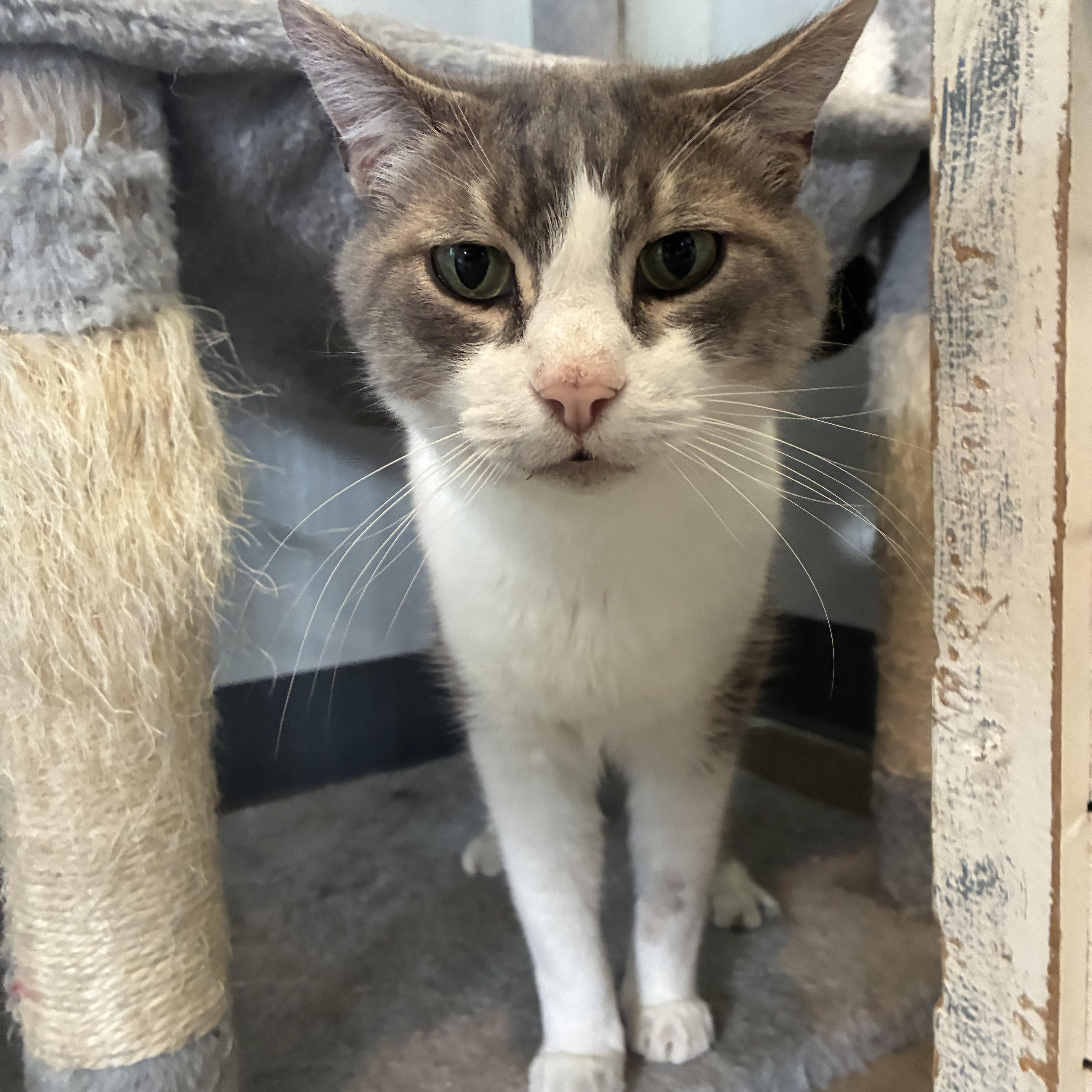 Buddy, a ADOPTABLE Domestic Short Hair in Bonners Ferry, ID image 1/3