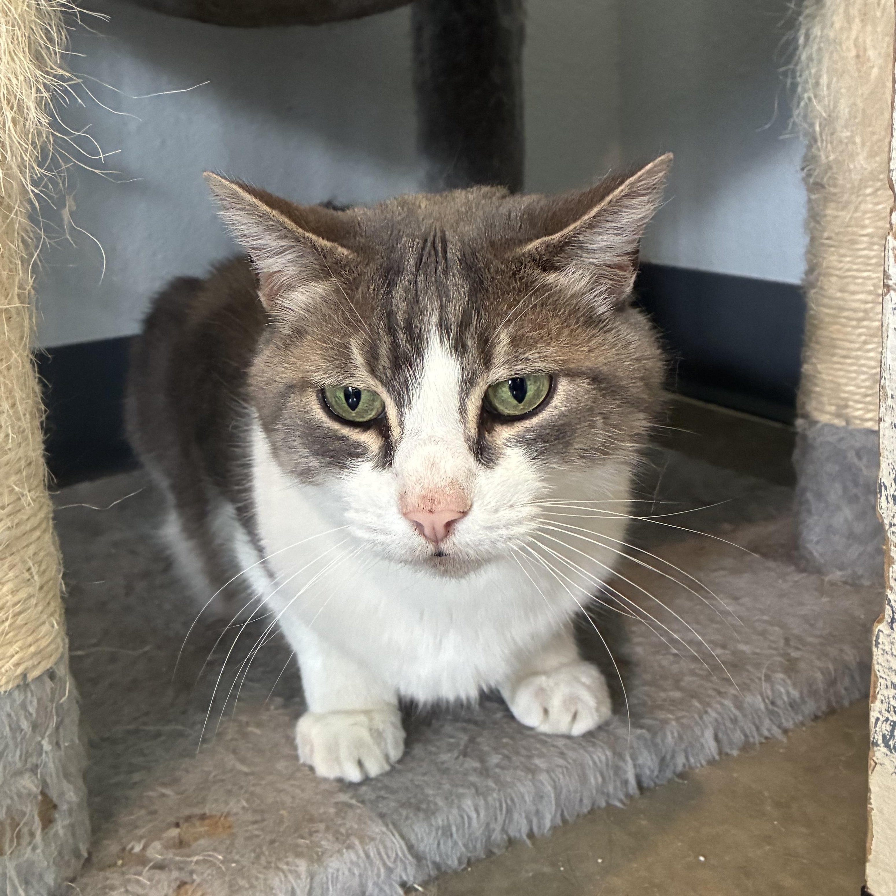 Buddy, a ADOPTABLE Domestic Short Hair in Bonners Ferry, ID image 3/3