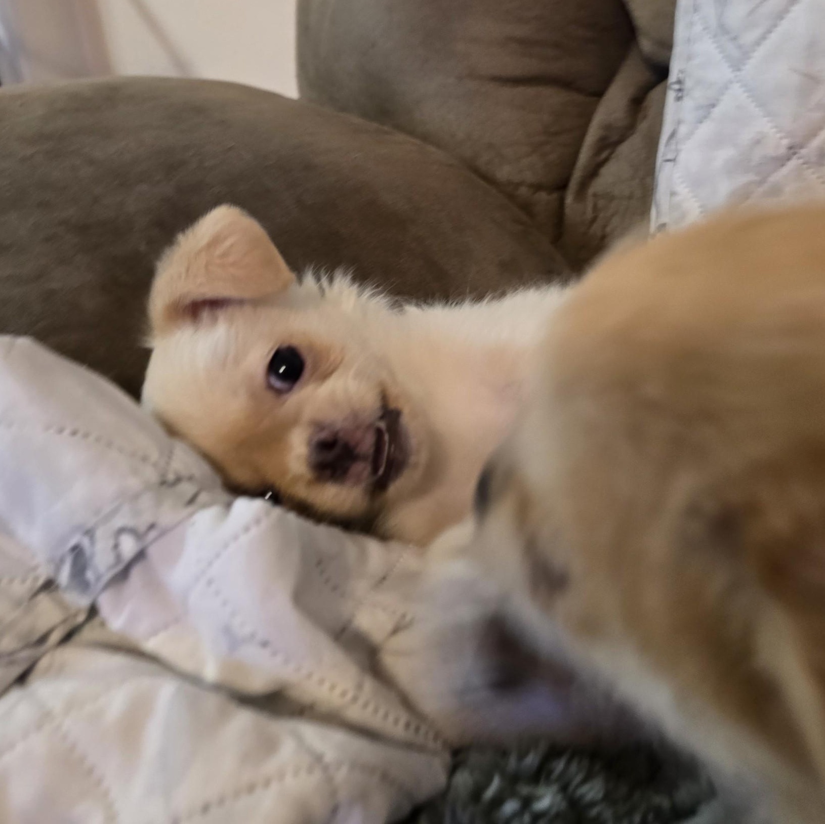 Enlarge Annie, a Adopted mixed breed in Portland, OR image 1/5