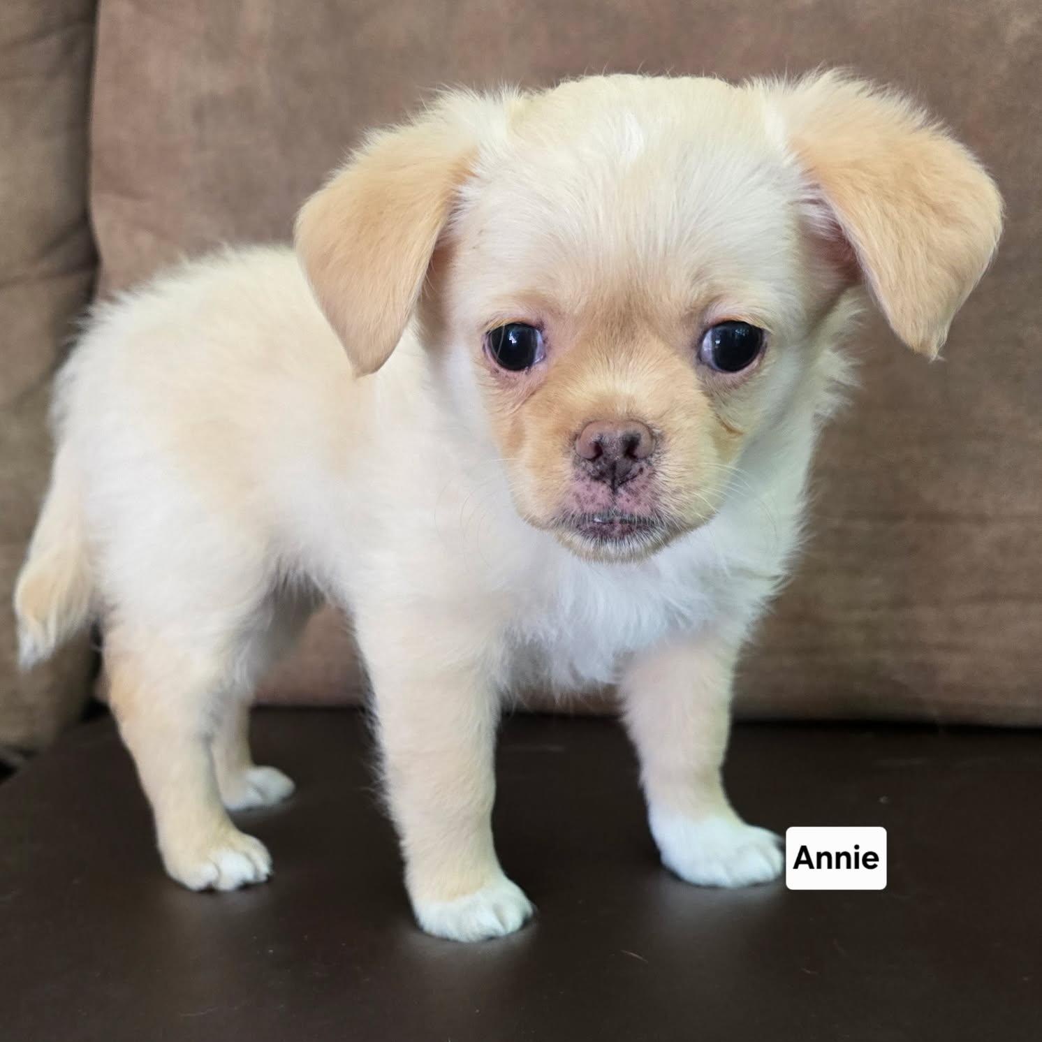 Enlarge Annie, a Adopted mixed breed in Portland, OR image 2/5