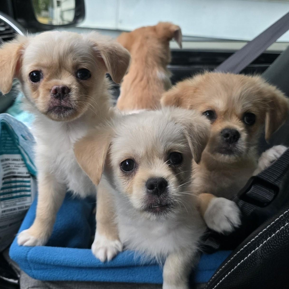 Enlarge Annie, a Adopted mixed breed in Portland, OR image 3/5