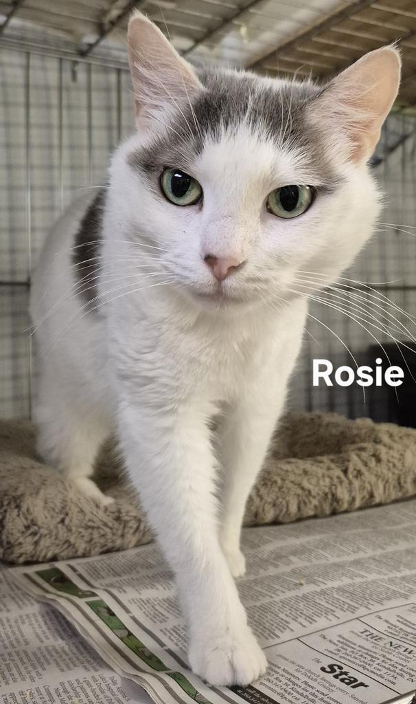 Enlarge Rosie, a Adoptable mixed breed in Kendallville, IN image 1/1