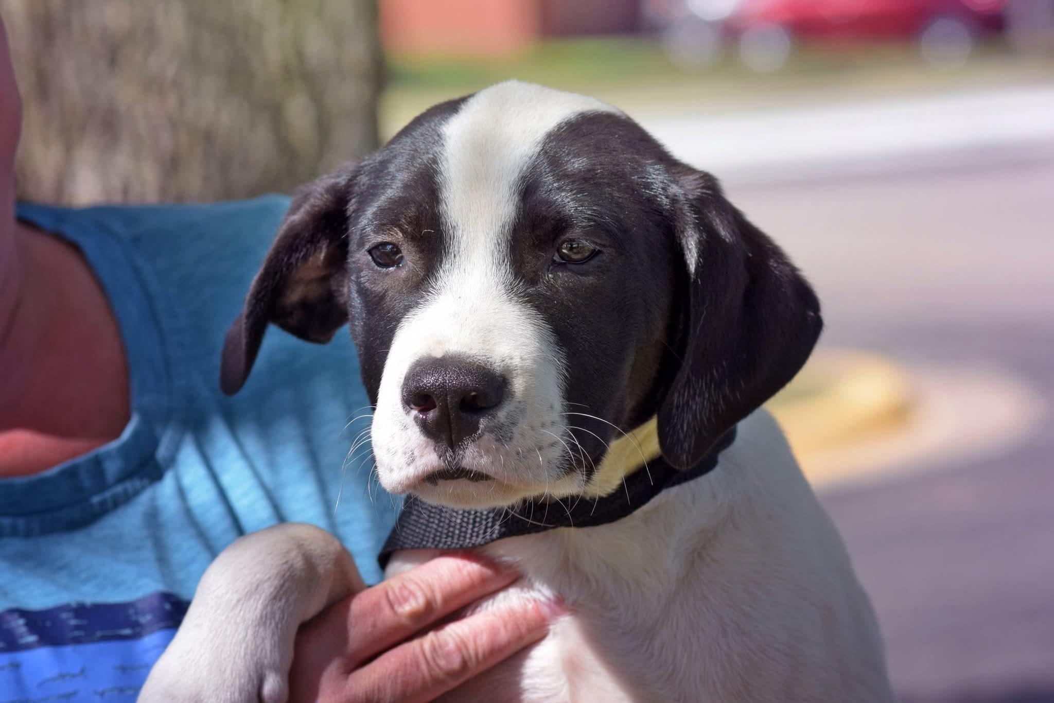Hugo, adopted, Puppy Male Mixed Breed & Border Collie.
