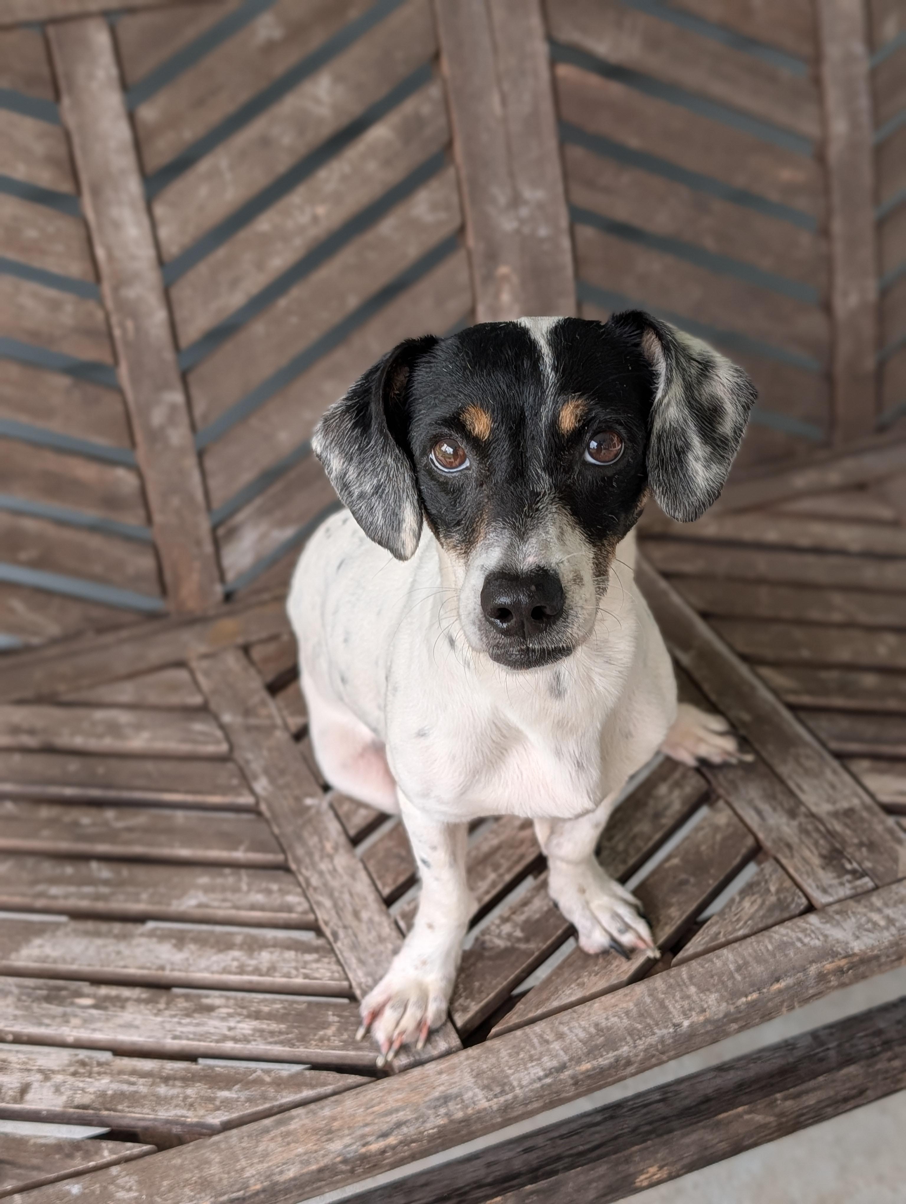 Lady, Adoptable, Adult Female Dachshund & Terrier.