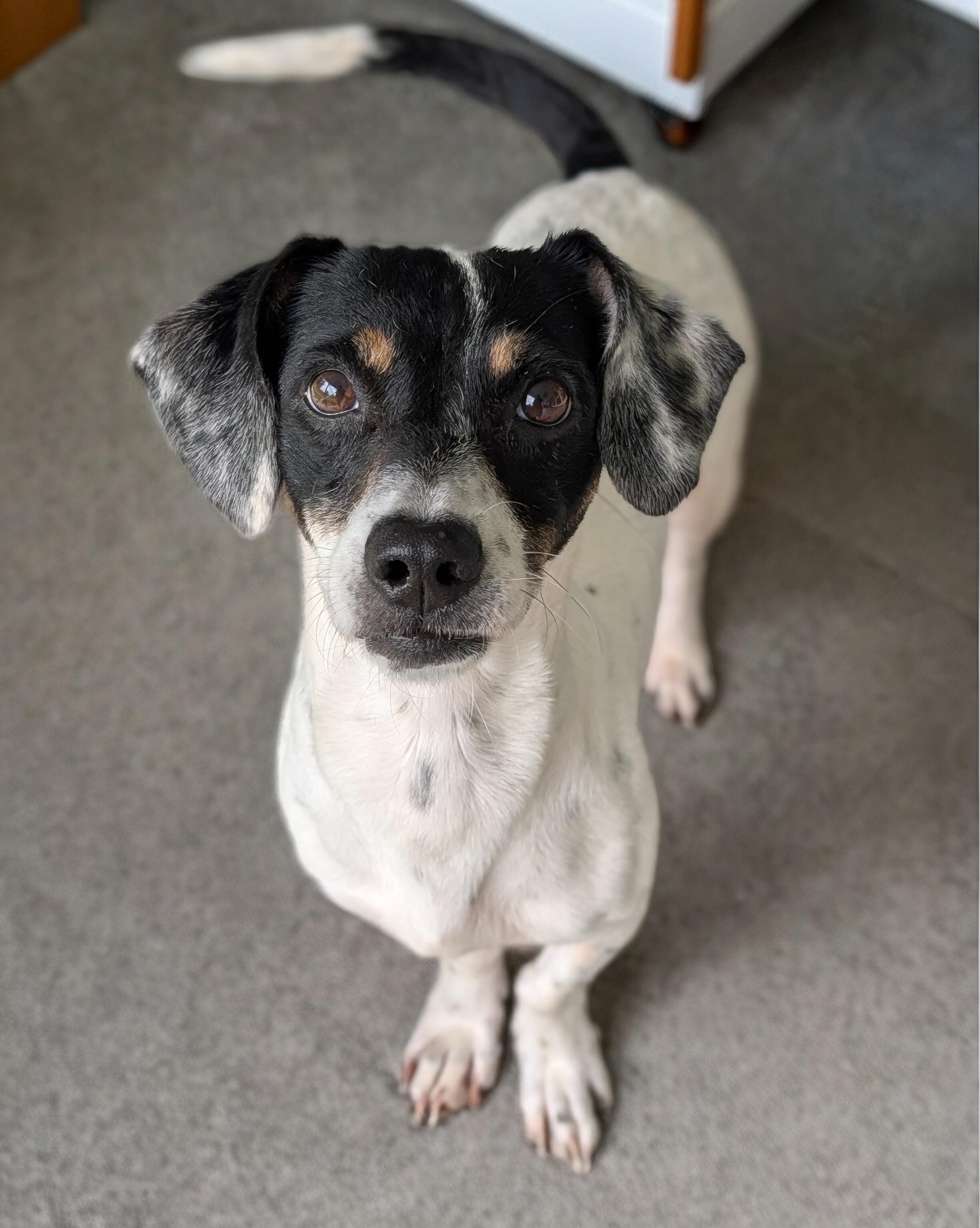 Lady, a Adoptable mixed breed in Baton Rouge, LA image 2/2