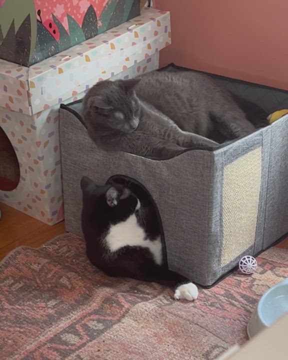 Enlarge Sir Jennington- The tuxedo obsessed with belly rubs!, a Adopted Domestic Short Hair in Montclair, NJ video 6/11