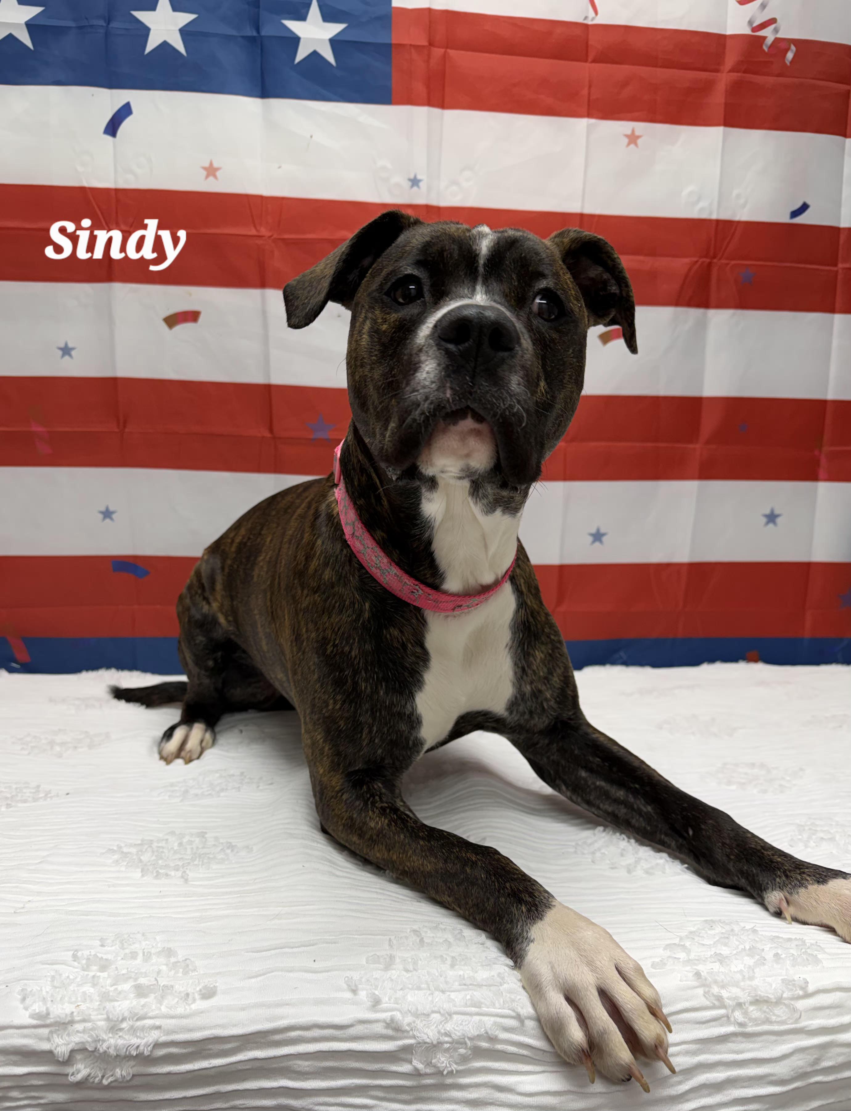 Sindy, adopted, Young Female Pit Bull Terrier.