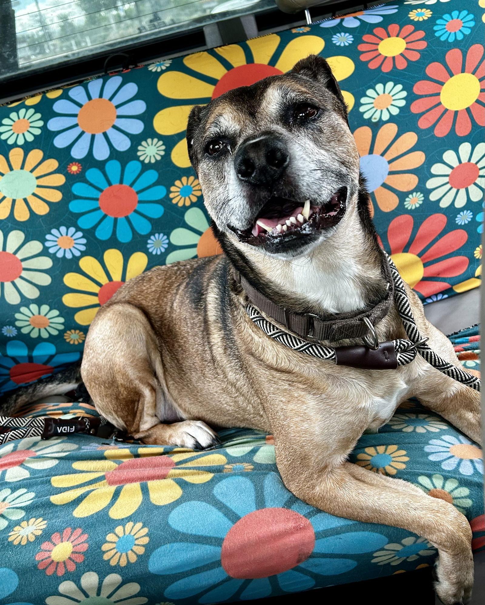 Bambi, Adoptable, Senior Female Boxer & Cattle Dog.