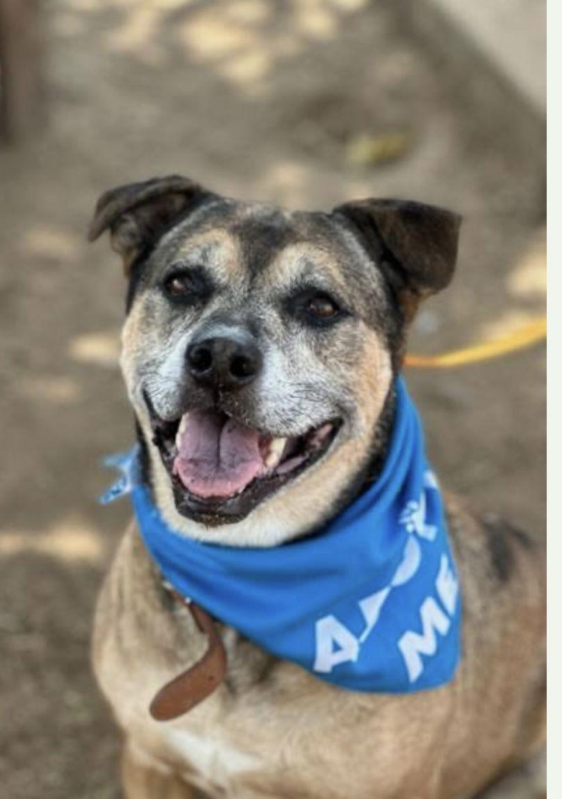 Enlarge Bambi, a Adoptable mixed breed in Euless, TX image 1/6