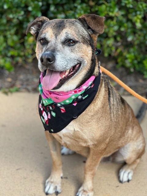 Enlarge Bambi, a Adoptable mixed breed in Euless, TX image 3/3