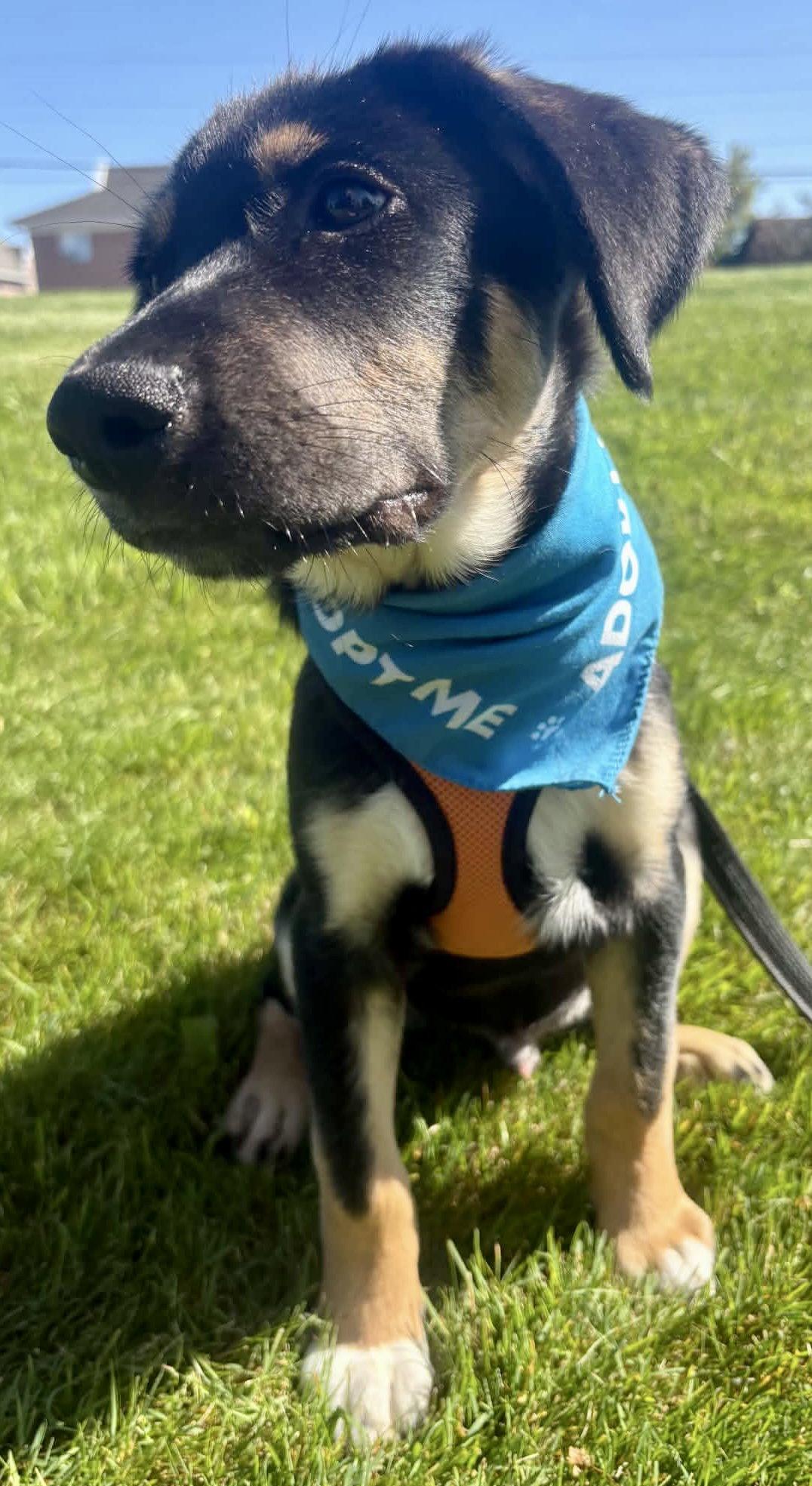 Enlarge BANFF, a Adoptable mixed breed in Minesing, ON image 1/3