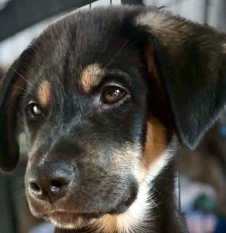 Enlarge BANFF, a Adoptable mixed breed in Minesing, ON image 2/3