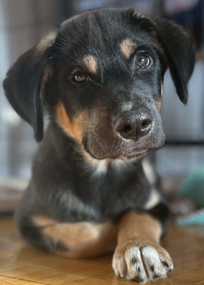 Enlarge BANFF, a Adoptable mixed breed in Minesing, ON image 3/3