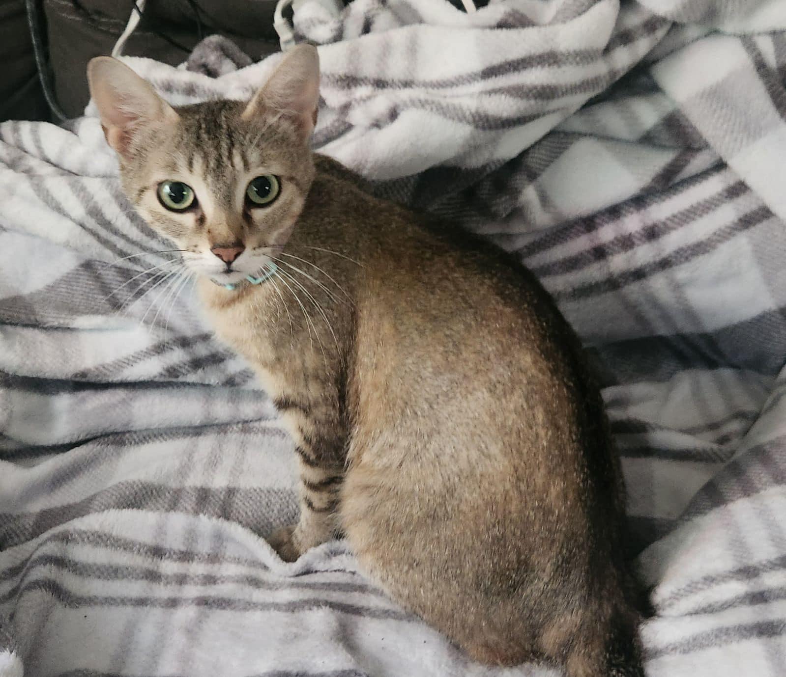 Ginger, Adult Female Abyssinian
