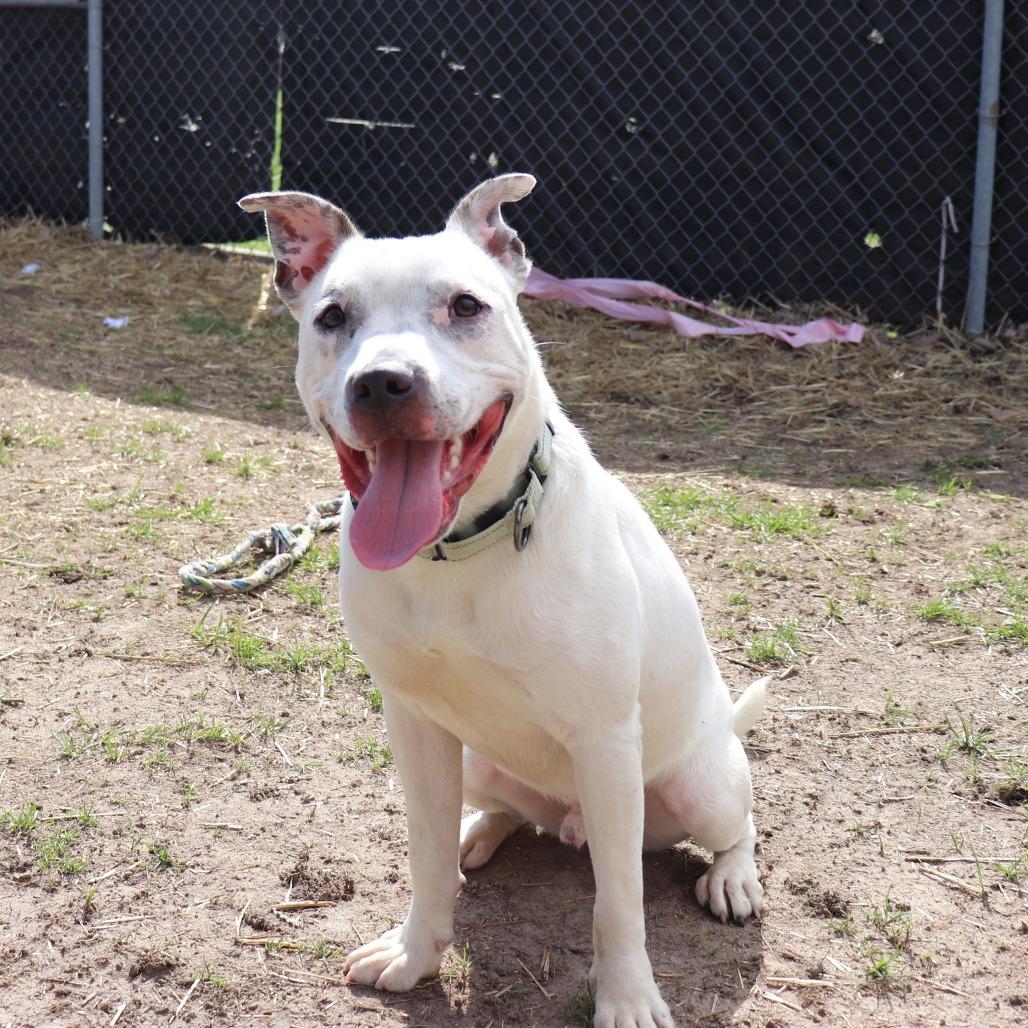 Robbie, Adoptable, Young Male Terrier & Mixed Breed.