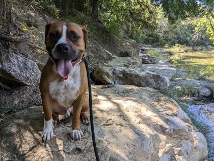 Evander, a Adoptable mixed breed in Fort Worth, TX image 1/3