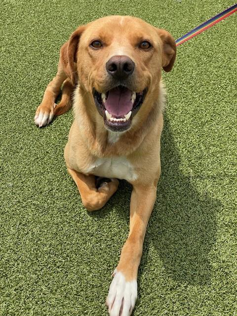 Enlarge ARWIN, a Adoptable mixed breed in Fayetteville, NC image 1/1